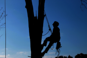 residential tree services Adelaide Hills